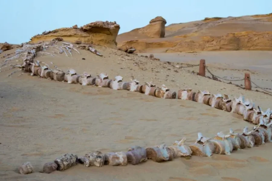 Fayoum Desert Safari & Wadi Al Hitan
