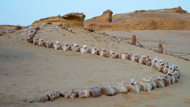 Day 1 – Al Medawara Mountain & Valley of the Whales: Ancient Mysteries